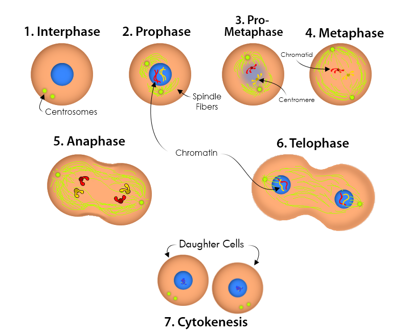 mitosis steps